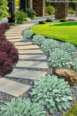 Helen Von Stein Lambs Ears (Big Ears) - 1 Gallon Pot -Garden Plants shop stachys byzantina helen von stein lambs ear 111