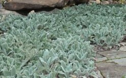Silver Carpet Lambs Ears (Stachys) - 6 Pack Of Pint Pots -Garden Plants shop stachys byzantina silver carpet lambs ears 5