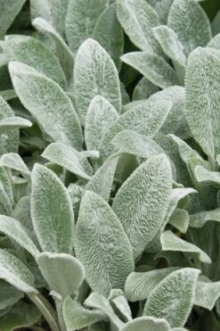 Silver Carpet Lambs Ears (Stachys) - 6 Pack Of Pint Pots -Garden Plants shop stachys byzantine silver carpet lambs ears 2