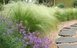 Pony Tails Mexican Feather Grass - Stipa Tennuissima - 1 Gallon Pot -Garden Plants shop stipa tenuissima ponytails mexican feather grass 105