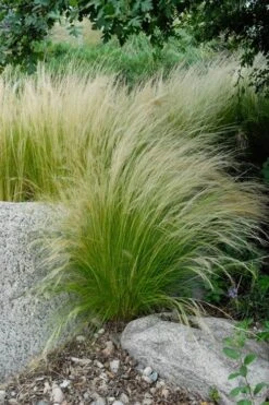 Pony Tails Mexican Feather Grass - Stipa Tennuissima - 1 Gallon Pot -Garden Plants shop stipa tenuissima ponytails mexican feather grass 107