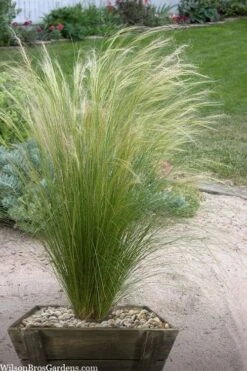Pony Tails Mexican Feather Grass - Stipa Tennuissima - 1 Gallon Pot -Garden Plants shop stipa tenuissima ponytails mexican feather grass 111
