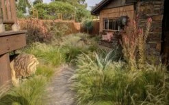 Pony Tails Mexican Feather Grass - Stipa Tennuissima - 1 Gallon Pot -Garden Plants shop stipa tenuissima ponytails mexican feather grass 115