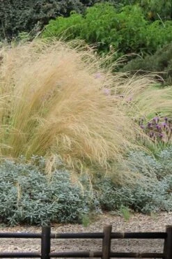 Pony Tails Mexican Feather Grass - Stipa Tennuissima - 1 Gallon Pot -Garden Plants shop stipa tenuissima ponytails mexican feather grass 117