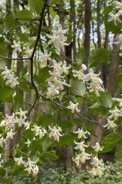 American Snowbell Tree (Styrax Americanus) - 1 Gallon Pot -Garden Plants shop styrax americanus american snowbell 12
