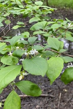 American Snowbell Tree (Styrax Americanus) - 1 Gallon Pot -Garden Plants shop styrax americanus american snowbell 13