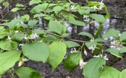 American Snowbell Tree (Styrax Americanus) - 1 Gallon Pot -Garden Plants shop styrax americanus american snowbell 14