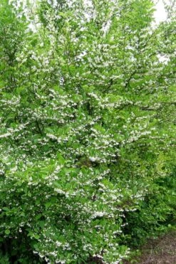 American Snowbell Tree (Styrax Americanus) - 1 Gallon Pot -Garden Plants shop styrax americanus american snowbell 16