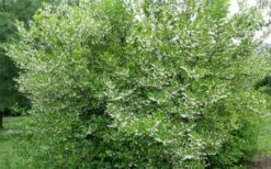 American Snowbell Tree (Styrax Americanus) - 1 Gallon Pot -Garden Plants shop styrax americanus american snowbell 17