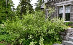 American Snowbell Tree (Styrax Americanus) - 1 Gallon Pot -Garden Plants shop styrax americanus american snowbell 18