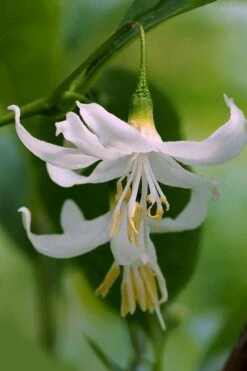 American Snowbell Tree (Styrax Americanus) - 1 Gallon Pot -Garden Plants shop styrax americanus american snowbell 2