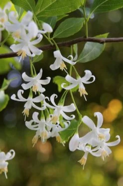 American Snowbell Tree (Styrax Americanus) - 1 Gallon Pot -Garden Plants shop styrax americanus american snowbell 4