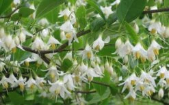 American Snowbell Tree (Styrax Americanus) - 1 Gallon Pot -Garden Plants shop styrax americanus american snowbell 6