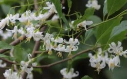American Snowbell Tree (Styrax Americanus) - 1 Gallon Pot -Garden Plants shop styrax americanus american snowbell 7