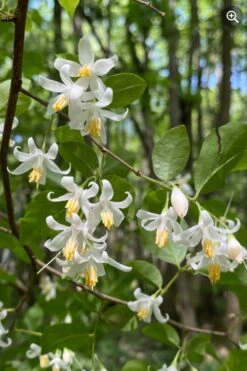 American Snowbell Tree (Styrax Americanus) - 1 Gallon Pot -Garden Plants shop styrax americanus american snowbell 8
