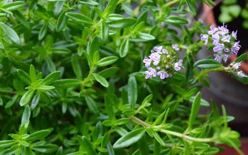 Summer Savory Plant - 6 Pack of Pint Pots Summer Savory Plant - 6 Pack Of Pint Pots -Garden Plants shop summer savory herb plant 4