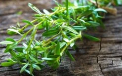 Summer Savory Plant - 6 Pack Of Pint Pots 6 Summer Savory Plant - 6 Pack Of Pint Pots -Garden Plants shop summer savory herb plant 5