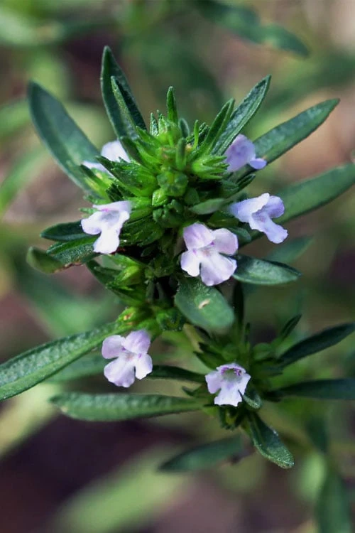 Summer Savory Plant - 6 Pack of Pint Pots Summer Savory Plant - 6 Pack Of Pint Pots -Garden Plants shop summer savory herb plant 6