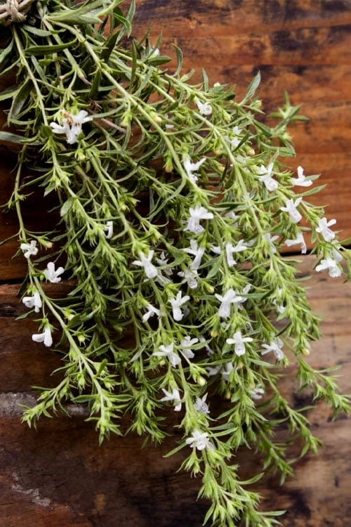 Summer Savory Plant - 6 Pack of Pint Pots Summer Savory Plant - 6 Pack Of Pint Pots -Garden Plants shop summer savory herb plant 7