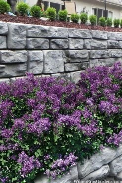 Bloomerang Dark Purple Lilac - 2 Gallon Pot -Garden Plants shop syringa bloomerang dark purple lilac 22