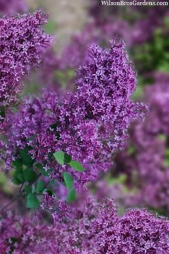 Bloomerang Dark Purple Lilac - 2 Gallon Pot