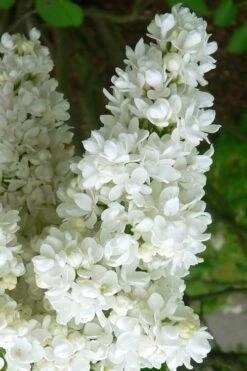 Miss Ellen Willmott White French Lilac (Syringa Vulgaris) - 3 Gallon Pot 2 Miss Ellen Willmott White French Lilac (Syringa Vulgaris) - 3 Gallon Pot -Garden Plants shop syringa vulgaris miss ellen willmott lilac 2