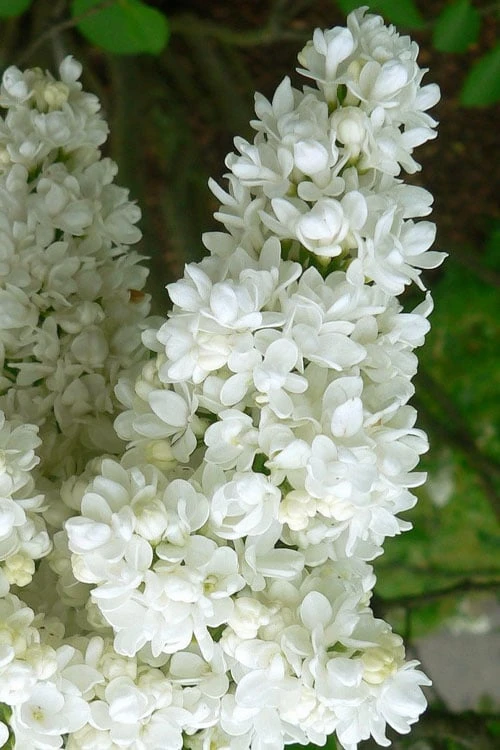 Miss Ellen Willmott White French Lilac (Syringa vulgaris) - 3 Gallon Pot Miss Ellen Willmott White French Lilac (Syringa Vulgaris) - 3 Gallon Pot -Garden Plants shop syringa vulgaris miss ellen willmott lilac 2