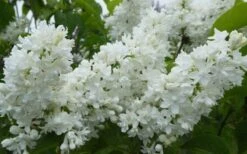 Miss Ellen Willmott White French Lilac (Syringa Vulgaris) - 3 Gallon Pot 3 Miss Ellen Willmott White French Lilac (Syringa Vulgaris) - 3 Gallon Pot -Garden Plants shop syringa vulgaris miss ellen willmott lilac 7