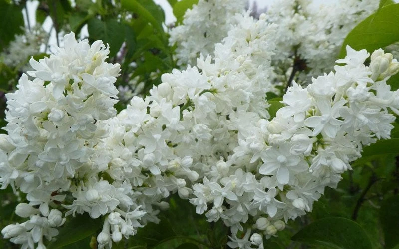 Miss Ellen Willmott White French Lilac (Syringa vulgaris) - 3 Gallon Pot Miss Ellen Willmott White French Lilac (Syringa Vulgaris) - 3 Gallon Pot -Garden Plants shop syringa vulgaris miss ellen willmott lilac 7