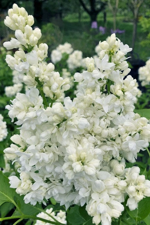 Miss Ellen Willmott White French Lilac (Syringa vulgaris) - 3 Gallon Pot Miss Ellen Willmott White French Lilac (Syringa Vulgaris) - 3 Gallon Pot -Garden Plants shop syringa vulgaris miss ellen willmott lilac 8