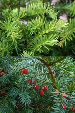 Spreading English Yew (Taxus Baccata 'Repandens) - 1 Gallon Pot -Garden Plants shop taxus baccata repandens speading english yew 10 1