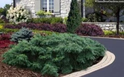 Spreading English Yew (Taxus Baccata 'Repandens) - 3 Gallon Pot -Garden Plants shop taxus baccata repandens speading english yew 2