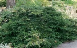 Spreading English Yew (Taxus Baccata 'Repandens) - 1 Gallon Pot -Garden Plants shop taxus baccata repandens speading english yew 6 1