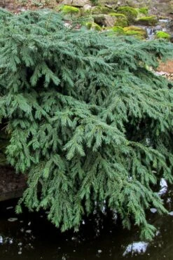 Spreading English Yew (Taxus Baccata 'Repandens) - 3 Gallon Pot -Garden Plants shop taxus baccata repandens speading english yew 8