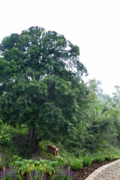 Chinese Yew Tree (Taxus Chinensis) - 3 Gallon Pot 2 Chinese Yew Tree (Taxus Chinensis) - 3 Gallon Pot -Garden Plants shop taxus chinensis chinese yew 2