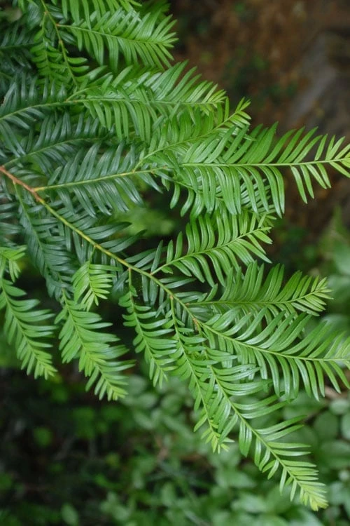 Chinese Yew Tree (Taxus chinensis) - 3 Gallon Pot Chinese Yew Tree (Taxus Chinensis) - 3 Gallon Pot -Garden Plants shop taxus chinensis chinese yew tree 1