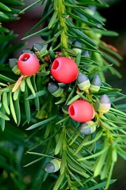 Chinese Yew Tree (Taxus Chinensis) - 3 Gallon Pot 3 Chinese Yew Tree (Taxus Chinensis) - 3 Gallon Pot -Garden Plants shop taxus chinensis chinese yew tree 2
