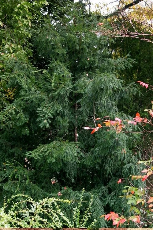 Chinese Yew Tree (Taxus chinensis) - 3 Gallon Pot Chinese Yew Tree (Taxus Chinensis) - 3 Gallon Pot -Garden Plants shop taxus chinensis chinese yew tree 3