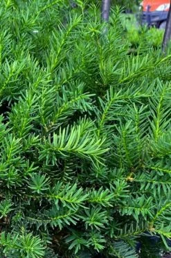Capitata Upright Yew (Taxus Cuspidata) - 6 Gallon Pot -Garden Plants shop taxus cuspidata capitata upright japanese yew 3