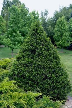 Capitata Upright Yew (Taxus Cuspidata) - 6 Gallon Pot -Garden Plants shop taxus cuspidata capitata upright japanese yew 4