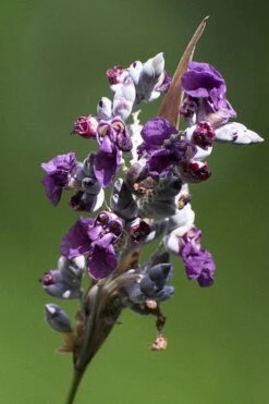 Powdery Alligator Flag (Thalia Dealbata) - 3 Gallon Pot 5 Powdery Alligator Flag (Thalia Dealbata) - 3 Gallon Pot -Garden Plants shop thalia dealbata powdery alligator flag 1