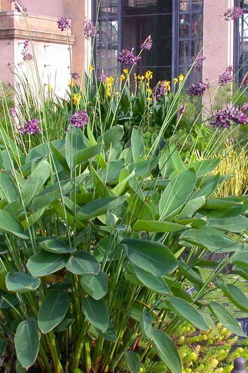 Powdery Alligator Flag (Thalia dealbata) - 3 Gallon Pot Powdery Alligator Flag (Thalia Dealbata) - 3 Gallon Pot -Garden Plants shop thalia dealbata powdery alligator flag 12