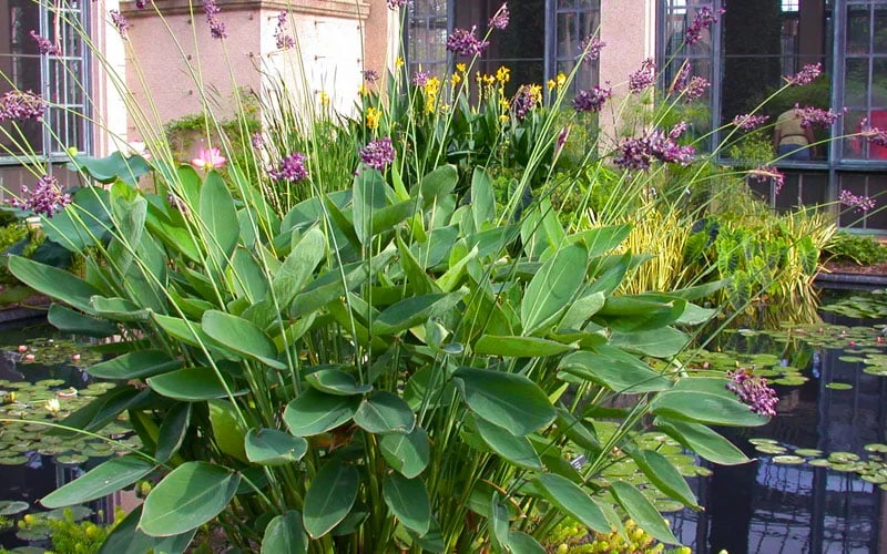 Powdery Alligator Flag (Thalia dealbata) - 3 Gallon Pot Powdery Alligator Flag (Thalia Dealbata) - 3 Gallon Pot -Garden Plants shop thalia dealbata powdery alligator flag 13