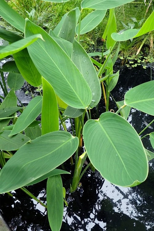 Powdery Alligator Flag (Thalia dealbata) - 3 Gallon Pot Powdery Alligator Flag (Thalia Dealbata) - 3 Gallon Pot -Garden Plants shop thalia dealbata powdery alligator flag 3