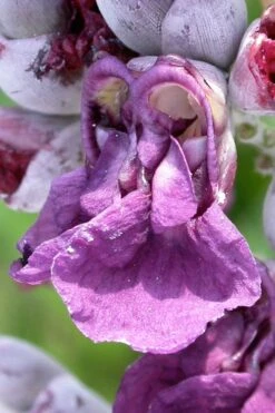 Powdery Alligator Flag (Thalia Dealbata) - 3 Gallon Pot 6 Powdery Alligator Flag (Thalia Dealbata) - 3 Gallon Pot -Garden Plants shop thalia dealbata powdery alligator flag 7