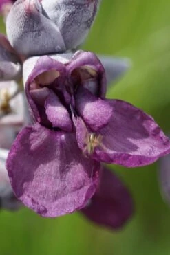 Powdery Alligator Flag (Thalia Dealbata) - 3 Gallon Pot 3 Powdery Alligator Flag (Thalia Dealbata) - 3 Gallon Pot -Garden Plants shop thalia dealbata powdery alligator flag 9