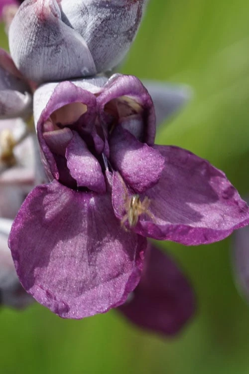 Powdery Alligator Flag (Thalia dealbata) - 3 Gallon Pot Powdery Alligator Flag (Thalia Dealbata) - 3 Gallon Pot -Garden Plants shop thalia dealbata powdery alligator flag 9