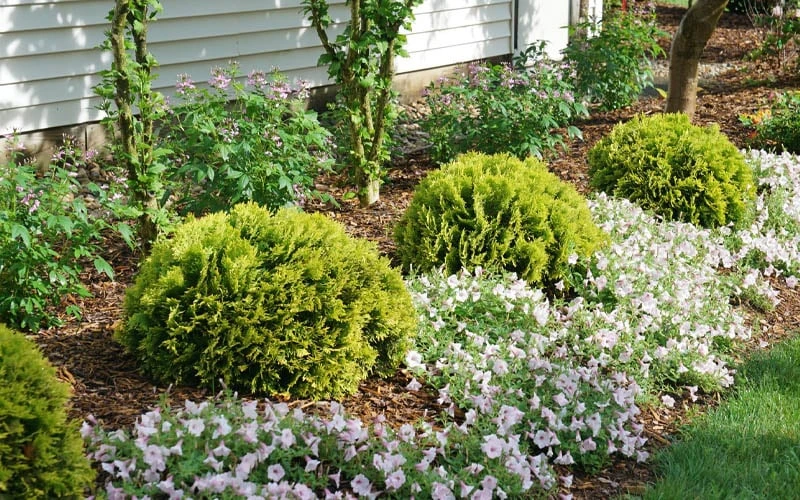 Anna's Magic Ball Arborvitae (Thuja) - 3 Gallon Pot Anna's Magic Ball Arborvitae (Thuja) - 3 Gallon Pot -Garden Plants shop thuja annas magic ball arborvitae 1