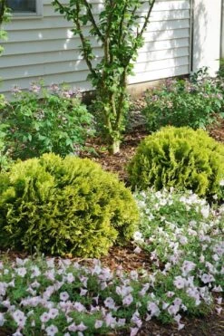 Anna's Magic Ball Arborvitae (Thuja) - 3 Gallon Pot 3 Anna's Magic Ball Arborvitae (Thuja) - 3 Gallon Pot -Garden Plants shop thuja annas magic ball arborvitae 3