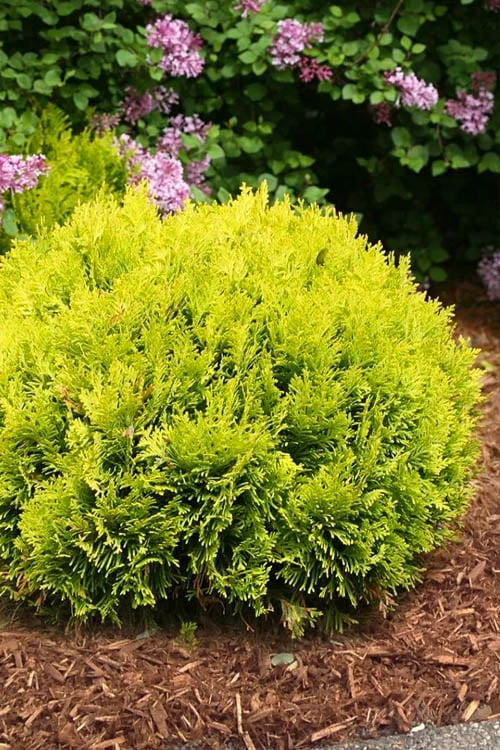 Anna's Magic Ball Arborvitae (Thuja) - 3 Gallon Pot Anna's Magic Ball Arborvitae (Thuja) - 3 Gallon Pot -Garden Plants shop thuja annas magic ball arborvitae 4